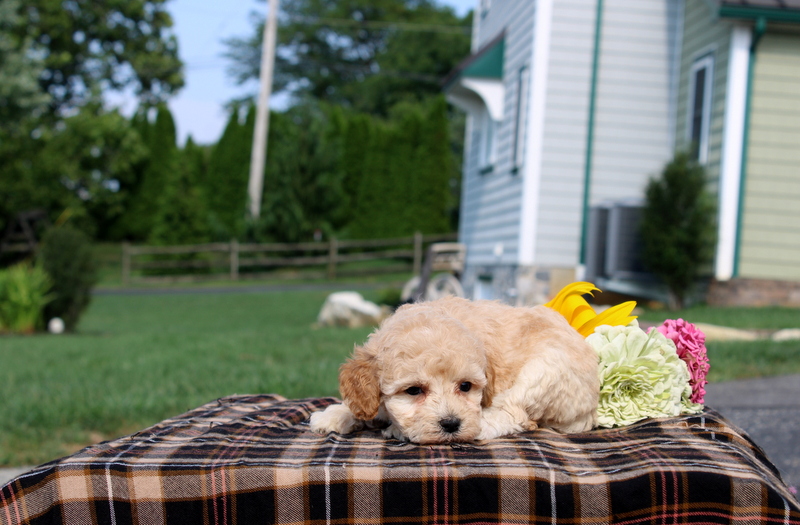 puppy, for, sale, Mini Goldendoodle F1, Matthew B. Stoltzfus, dog, breeder, Gap, PA, dog-breeder, puppy-for-sale, forsale, nearby, find, puppyfind, locator, puppylocator, aca